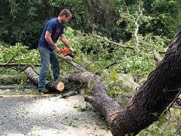 Professional Tree Services in Riverbank, CA