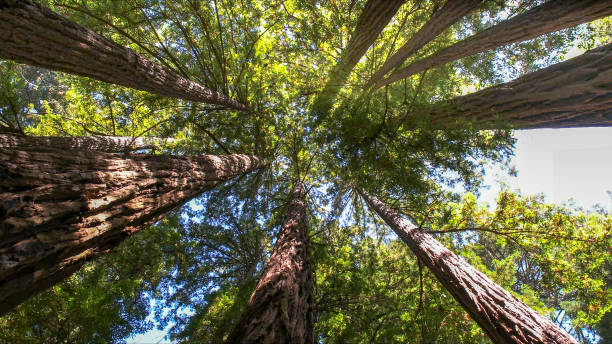 Best Storm Damage Tree Cleanup  in Riverbank, CA