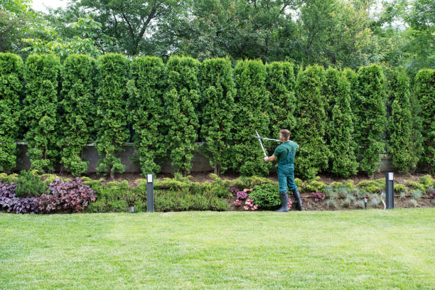 Best Tree Risk Assessment  in Riverbank, CA