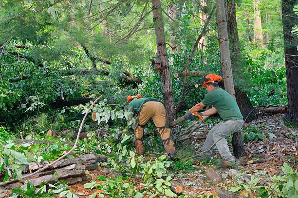 Best Fruit Tree Pruning  in Riverbank, CA