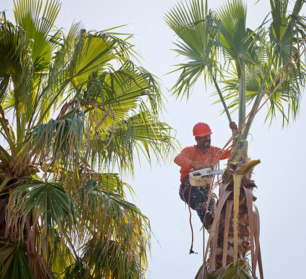 Best Tree Maintenance Programs  in Riverbank, CA