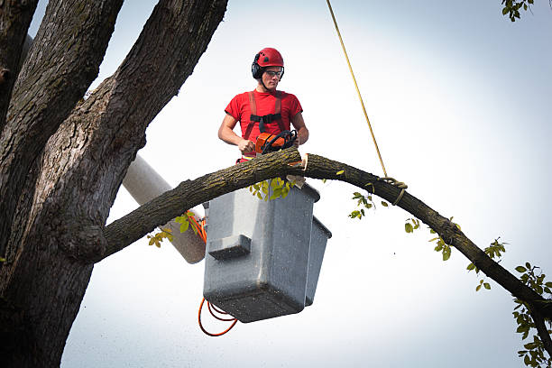 How Our Tree Care Process Works  in  Riverbank, CA