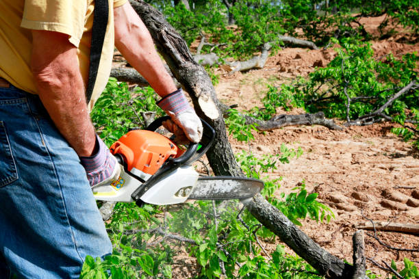 Best Hazardous Tree Removal  in Riverbank, CA