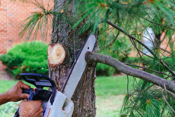 Best Root Management and Removal  in Riverbank, CA